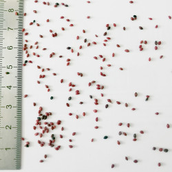 Graines de Vaccinium macrocarpon - Semences du Puy