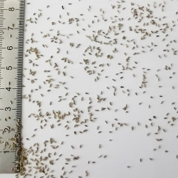 Graines de Santolina rosmarinifolia - Semences du Puy