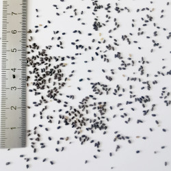 Graines de Lavandula lanata - Semences du Puy