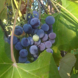 Vitis vinifera par Emőke Dénes Wikimedia