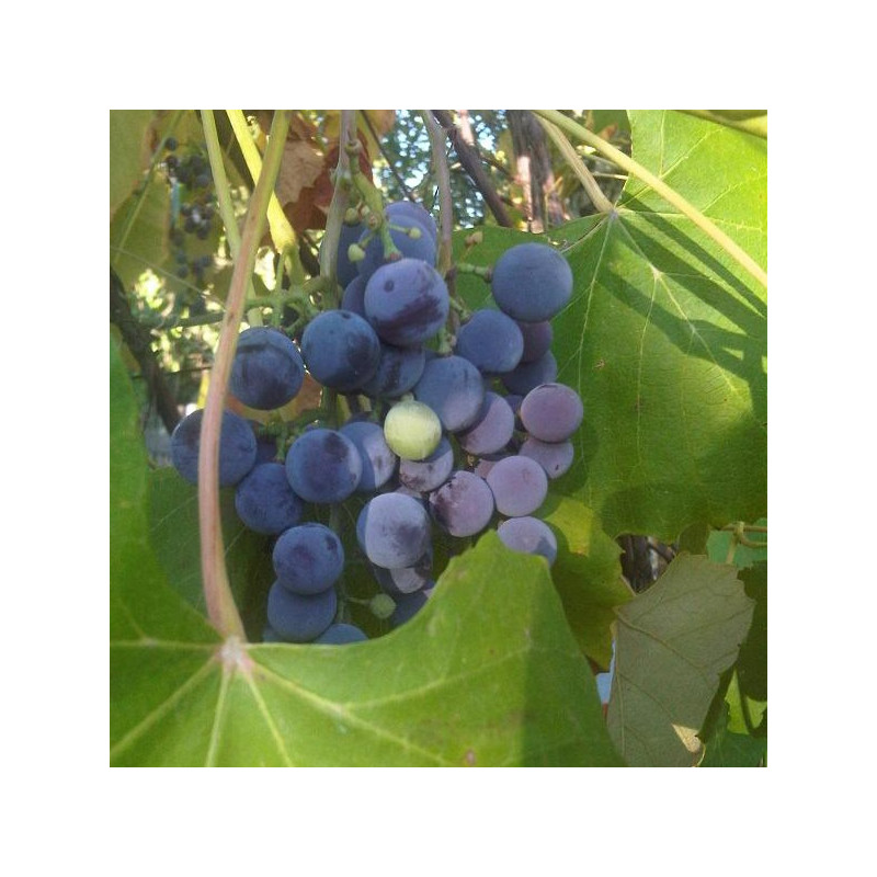 Vigne À Raisin X3 - Plant In A Box - Vitis Vinifera 'chardonnay' - Hauteur 25-40cm