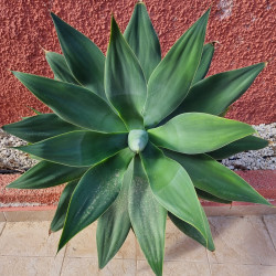 Agave attenuata Semences du Puy