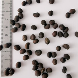 Graines de Chorisia speciosa - Semences du Puy