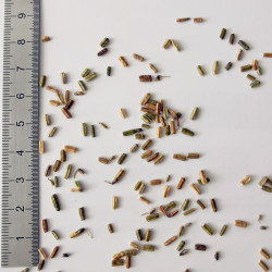 Graines de Coronilla juncea - Semences du Puy