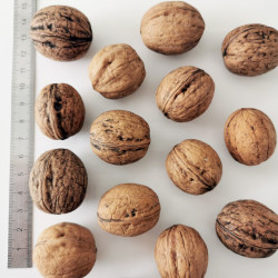 Graines de Juglans regia - Semences du Puy