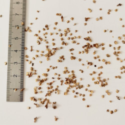 Graines de Betula costata - Semences du Puy