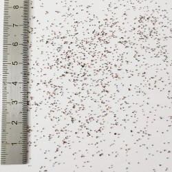 Graines de Eucalyptus polybractea - Semences du Puy