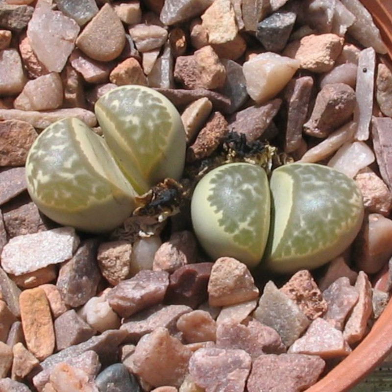 Lithops helmutii de Lithopsian, CC BY-SA 4.0, via Wikimedia Commons Lithops helmutii de Lithopsian, CC BY-SA 4.0, via Wikimedia Commons