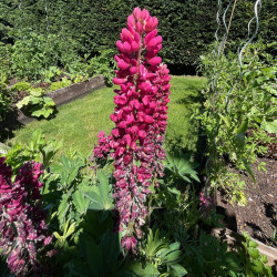 Lupinus polyphyllus par Semences du Puy