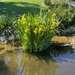 Iris pseudacorus Semences du Puy