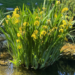 Iris pseudacorus Semences du Puy