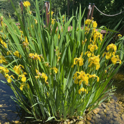 Iris pseudacorus Semences du Puy