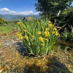 Iris pseudacorus Semences du Puy