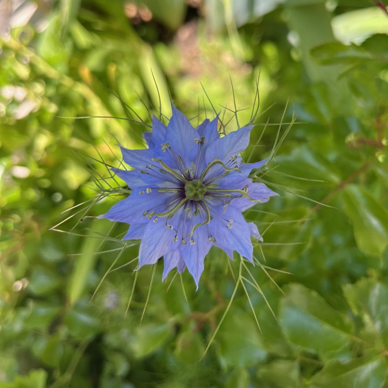 Nigella sativa par Semences du Puy Nigella sativa par Semences du Puy