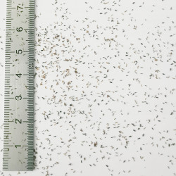 Graines de Melaleuca decussata - Semences du Puy