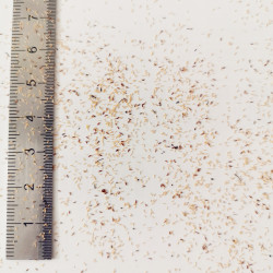 Graines de Melaleuca styphelioides - Semences du Puy