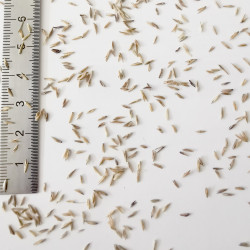 Graines de Molinia caerulea - Semences du Puy