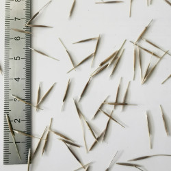 Graines de Stipa capillata - Semences du Puy