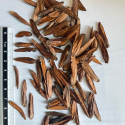 Graines de Camptotheca acuminata par Semences du Puy