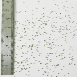 Graines de Dorotheanthus bellidiformis - Semences du Puy