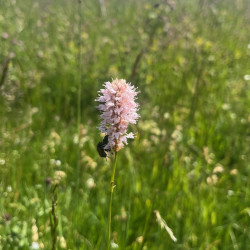 Bistorta officinalis par Semences du Puy