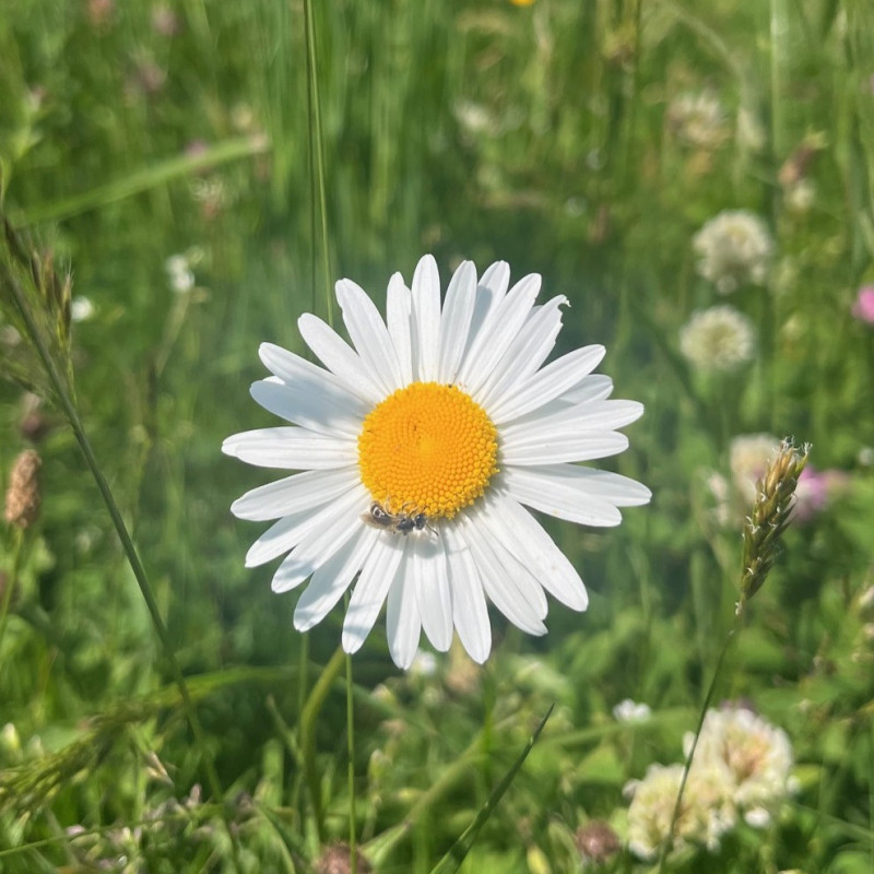 Leucanthemum ircutianum par Semences du Puy Leucanthemum ircutianum par Semences du Puy
