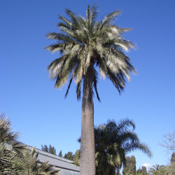 Jubaea chilensis par SteffenMP sur Wikimedia commons