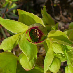 Helleborus foetidus de H. Zell, CC BY-SA 3.0 via Wikimedia Commons