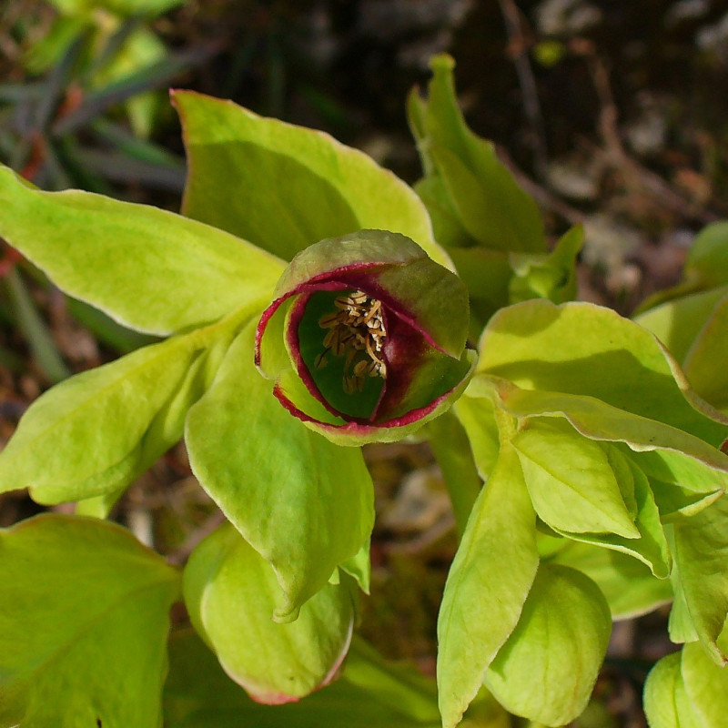 Helleborus foetidus de H. Zell, CC BY-SA 3.0 via Wikimedia Commons
