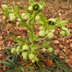 Helleborus foetidus de Robert Flogaus-Faust, CC BY 4.0, via Wikimedia Commons