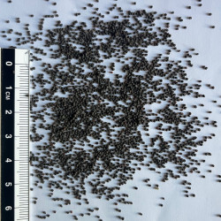 Graines de Lychnis coronaria alba par Semences du Puy