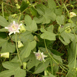 Passiflora adenopoda de Barry Hammel, CC BY NC SA 2.0 via Flickr