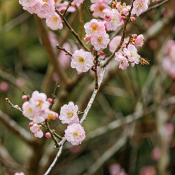 Prunus mume par Dinkun Chen sur Wikimedia