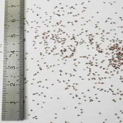 Graines de Sedum ellacombianum - Semences du Puy