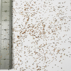 Graines de Sedum sediforme - Semences du Puy