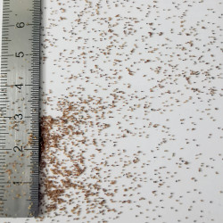 Graines de Sedum sexangulare - Semences du Puy