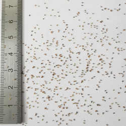 Graines de Sempervivum tectorum - Semences du Puy