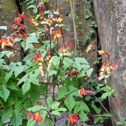 Mina lobata 'Scarlet yellow' Semences du  puy