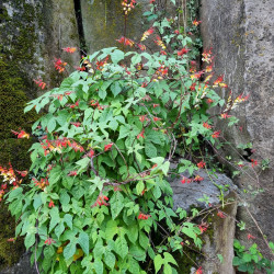 Mina lobata 'Scarlet yellow' Semences du  puy