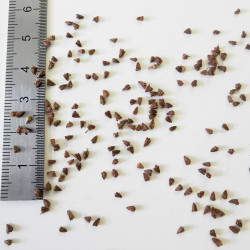 Graines d'Acaena microphylla - Semences du Puy