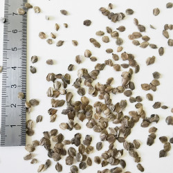 Graines d'Alnus cordata - Semences du Puy