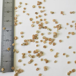 Graines d'Atriplex hortensis - Semences du Puy