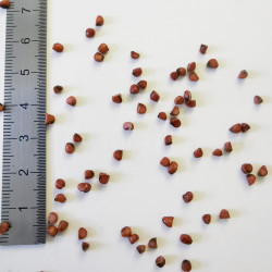 Graines de Dierama pulcherrimum - Semences du Puy