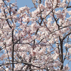 Prunus mume par John Lee de Pixabay