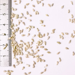 Graines de Gomphrena globosa mix - Semences du Puy Graines de Gomphrena globosa mix - Semences du Puy