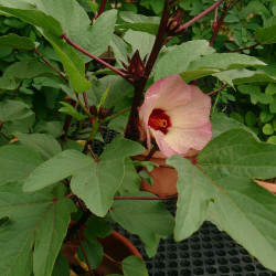 Hibiscus sabdariffa par Mokkie Wikipedia