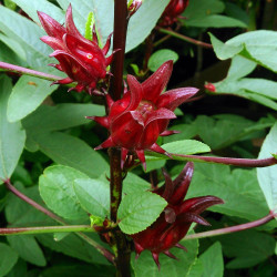 Hibiscus sabdariffa par Mokkie Wikipedia