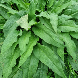 Symphytum officinalis Semences du Puy Symphytum officinalis Semences du Puy