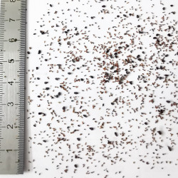 Graines d'Eucalyptus camphora - Semences du Puy