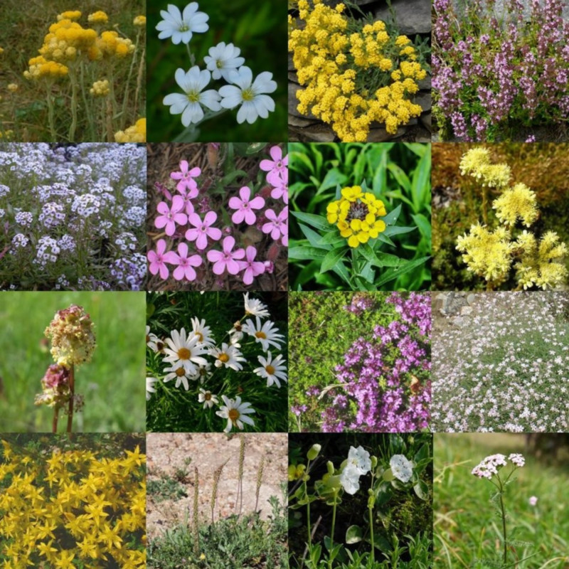 Mélange de fleurs sauvages ROCAILLE, photos via wikimedia